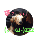 犬組☆（個別スタンプ：6）