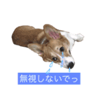 コーギーのふーちゃん Ver.2（個別スタンプ：15）