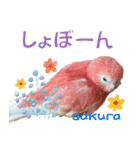 アキクサインコスタンプ！（個別スタンプ：8）