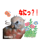 アキクサインコスタンプ！（個別スタンプ：11）