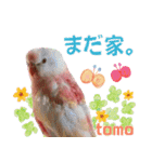 アキクサインコスタンプ！（個別スタンプ：22）