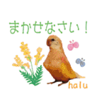 アキクサインコスタンプ！（個別スタンプ：26）