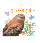 アキクサインコスタンプ！（個別スタンプ：30）