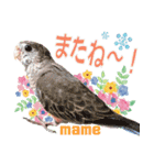 アキクサインコスタンプ！（個別スタンプ：32）