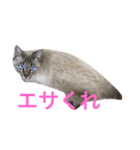 猫だよ！！！（個別スタンプ：5）