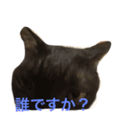 猫だよ！！！（個別スタンプ：7）