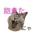 猫だよ！！！（個別スタンプ：9）