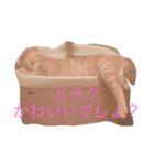 猫だよ！！！（個別スタンプ：15）