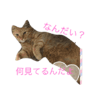 猫だよ！！！（個別スタンプ：16）