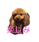 我が家の愛犬マロン（個別スタンプ：1）