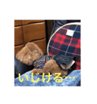 我が家の愛犬マロン（個別スタンプ：2）