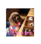 我が家の愛犬マロン（個別スタンプ：5）