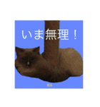 10s猫（個別スタンプ：1）