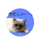 10s猫（個別スタンプ：2）