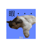 10s猫（個別スタンプ：10）