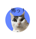 10s猫（個別スタンプ：14）