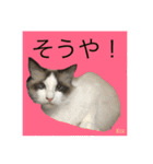 10s猫（個別スタンプ：39）