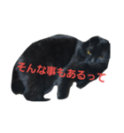 黒猫テツの地味に使えるスタンプ（個別スタンプ：1）