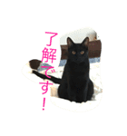 黒猫こてつ（個別スタンプ：1）