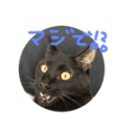 黒猫こてつ（個別スタンプ：2）