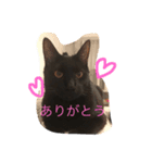 黒猫こてつ（個別スタンプ：4）