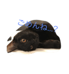 黒猫こてつ（個別スタンプ：5）