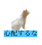 保護猫のポド（個別スタンプ：4）