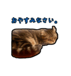 猫カフェ「flat-tail」の猫たち（個別スタンプ：2）