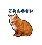 猫カフェ「flat-tail」の猫たち（個別スタンプ：4）