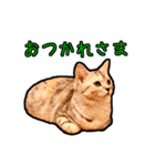 猫カフェ「flat-tail」の猫たち（個別スタンプ：10）