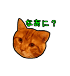 猫カフェ「flat-tail」の猫たち（個別スタンプ：11）