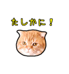 猫カフェ「flat-tail」の猫たち（個別スタンプ：12）