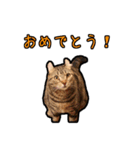 猫カフェ「flat-tail」の猫たち（個別スタンプ：13）