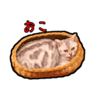 猫カフェ「flat-tail」の猫たち（個別スタンプ：15）