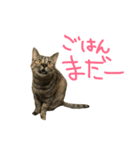 柚(猫)（個別スタンプ：5）