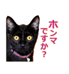 黒猫よっちゃん（個別スタンプ：1）