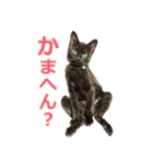 黒猫よっちゃん（個別スタンプ：5）