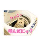 猫スタンプ スコちゃん【日常会話編】（個別スタンプ：17）