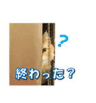 猫スタンプ スコちゃん【日常会話編】（個別スタンプ：27）