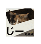 ひと言ねこ（個別スタンプ：2）