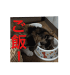 ひと言ねこ（個別スタンプ：4）