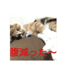 ひと言ねこ（個別スタンプ：5）