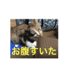 ひと言ねこ（個別スタンプ：6）