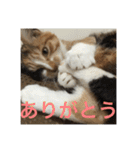 ひと言ねこ（個別スタンプ：7）