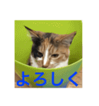 ひと言ねこ（個別スタンプ：10）