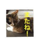 ひと言ねこ（個別スタンプ：11）