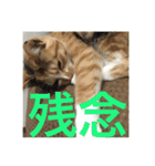 ひと言ねこ（個別スタンプ：12）