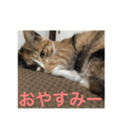 ひと言ねこ（個別スタンプ：13）