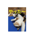 ひと言ねこ（個別スタンプ：14）