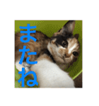 ひと言ねこ（個別スタンプ：15）